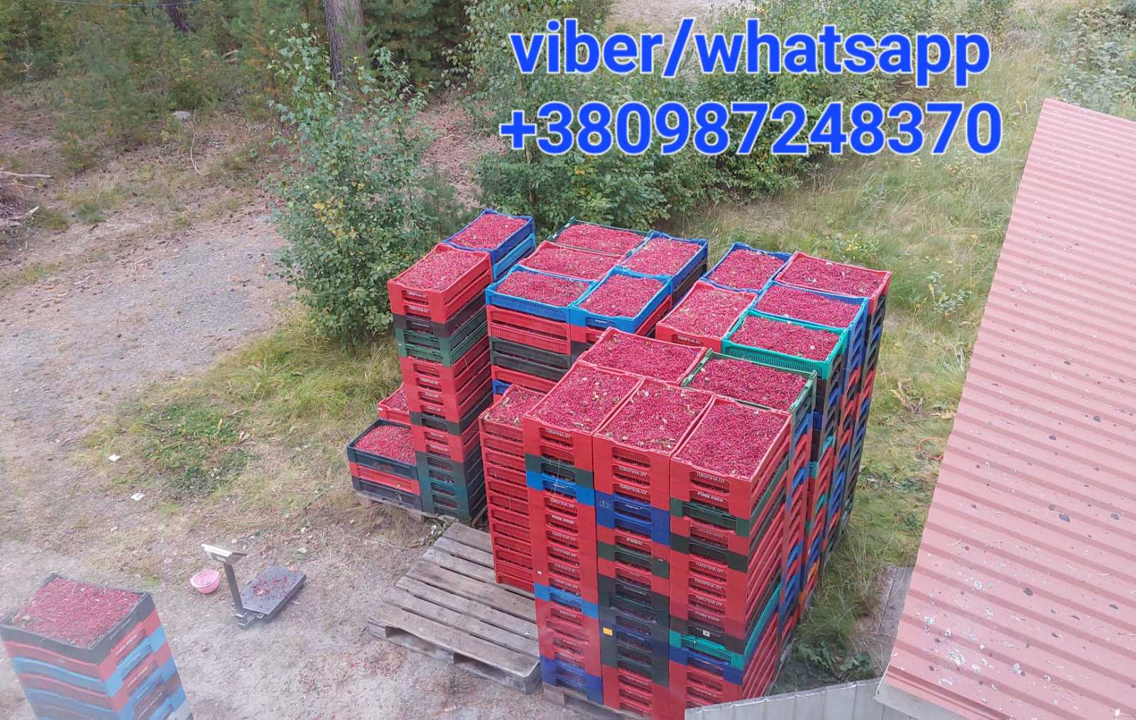 Збір чорниці