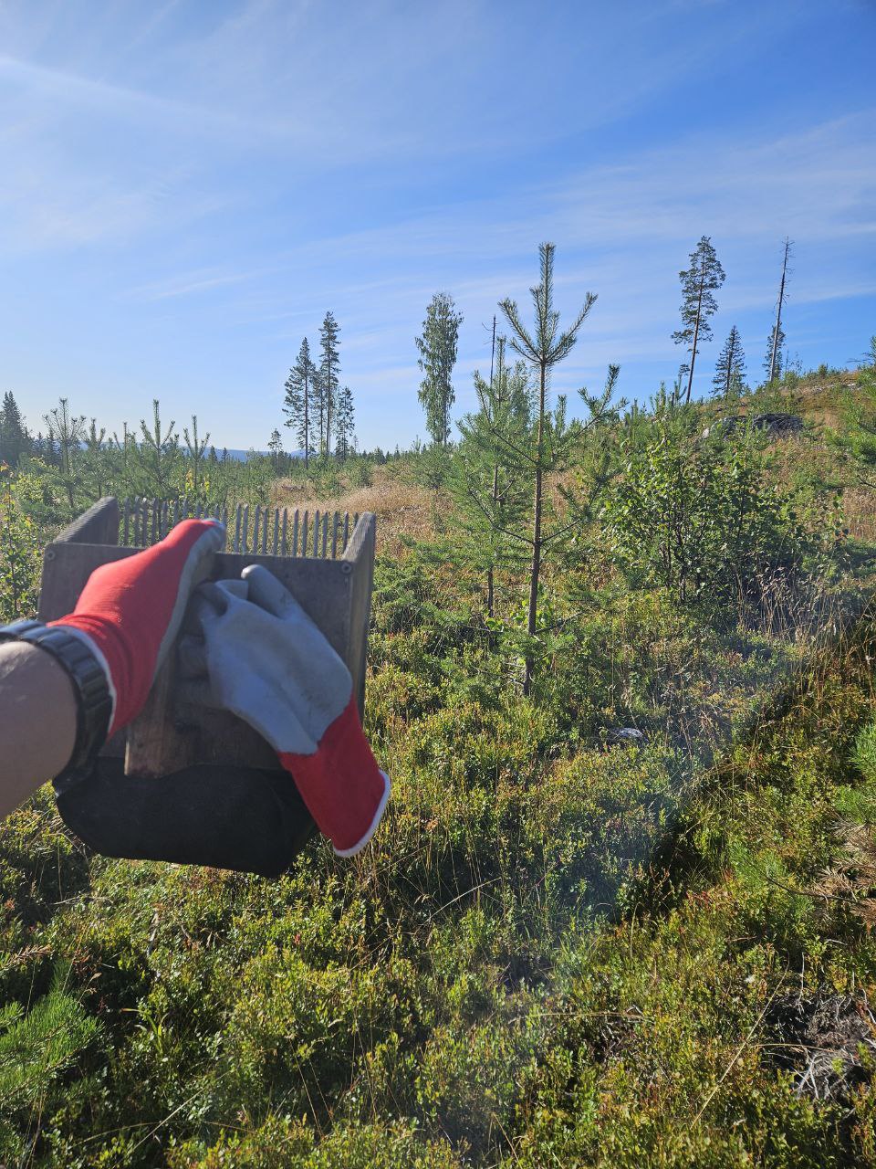 Гребінка для чорниці