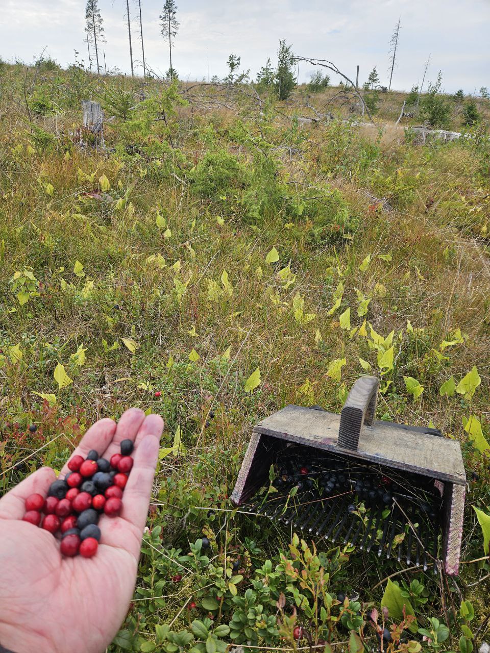 Гребінка в роботі